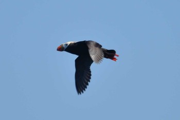 Tufted Puffin 北海道 落石町 Tue, 6/13/2017