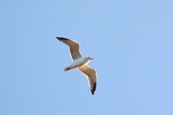 Vega Gull 浜名湖 Tue, 12/28/2021