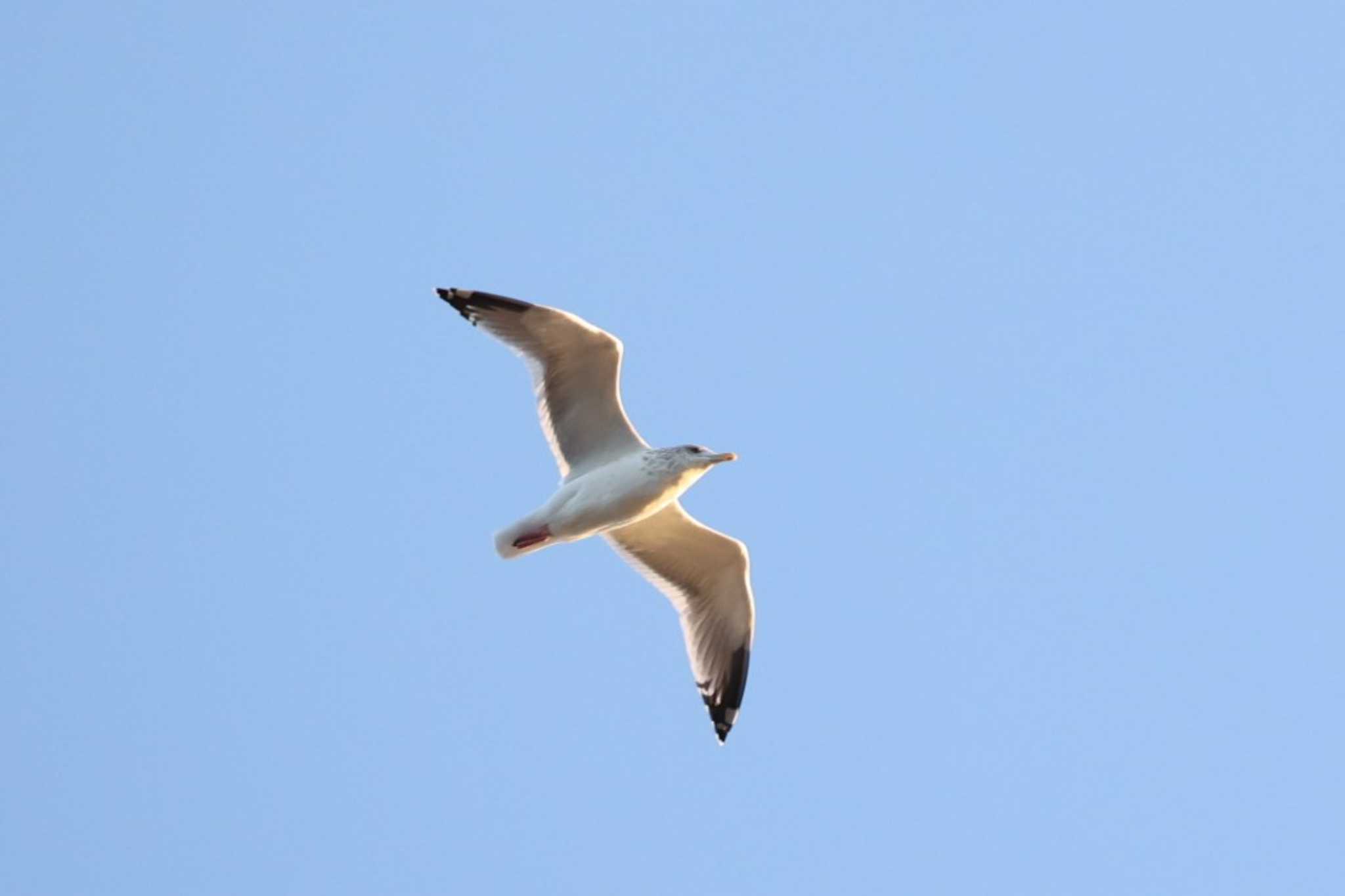 Photo of Vega Gull at 浜名湖 by トビトチヌ