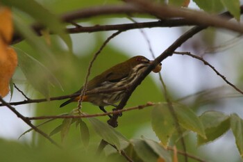 Yellow-vented Flowerpecker Khao Sok NP Sat, 2/23/2019