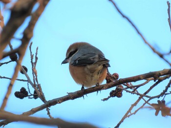 モズ 舎人公園 2021年12月30日(木)