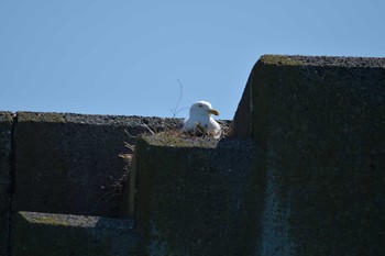 Slaty-backed Gull 北海道 落石町 Tue, 6/13/2017