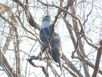 オオタカ 舎人公園 2021年12月30日(木)