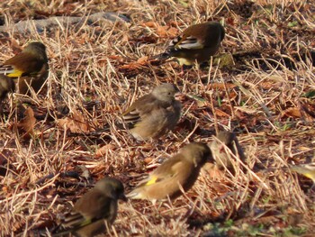 カワラヒワ 舎人公園 2021年12月30日(木)