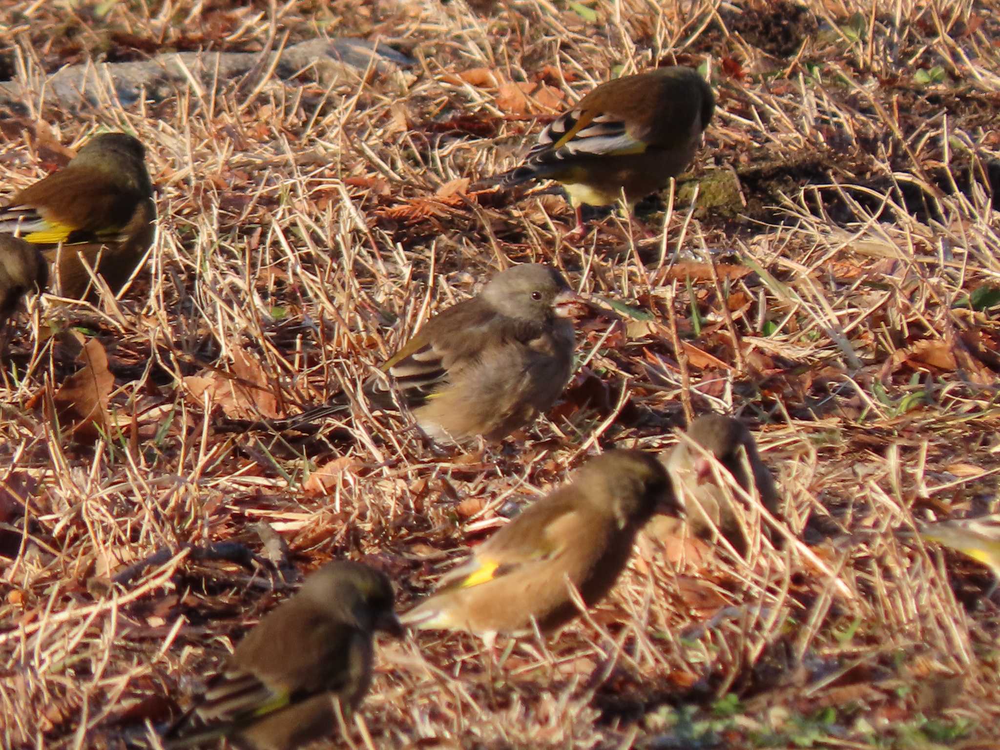 舎人公園 カワラヒワの写真 by のぐち