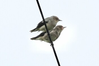 2021年11月1日(月) 小浜島(八重山郡)の野鳥観察記録