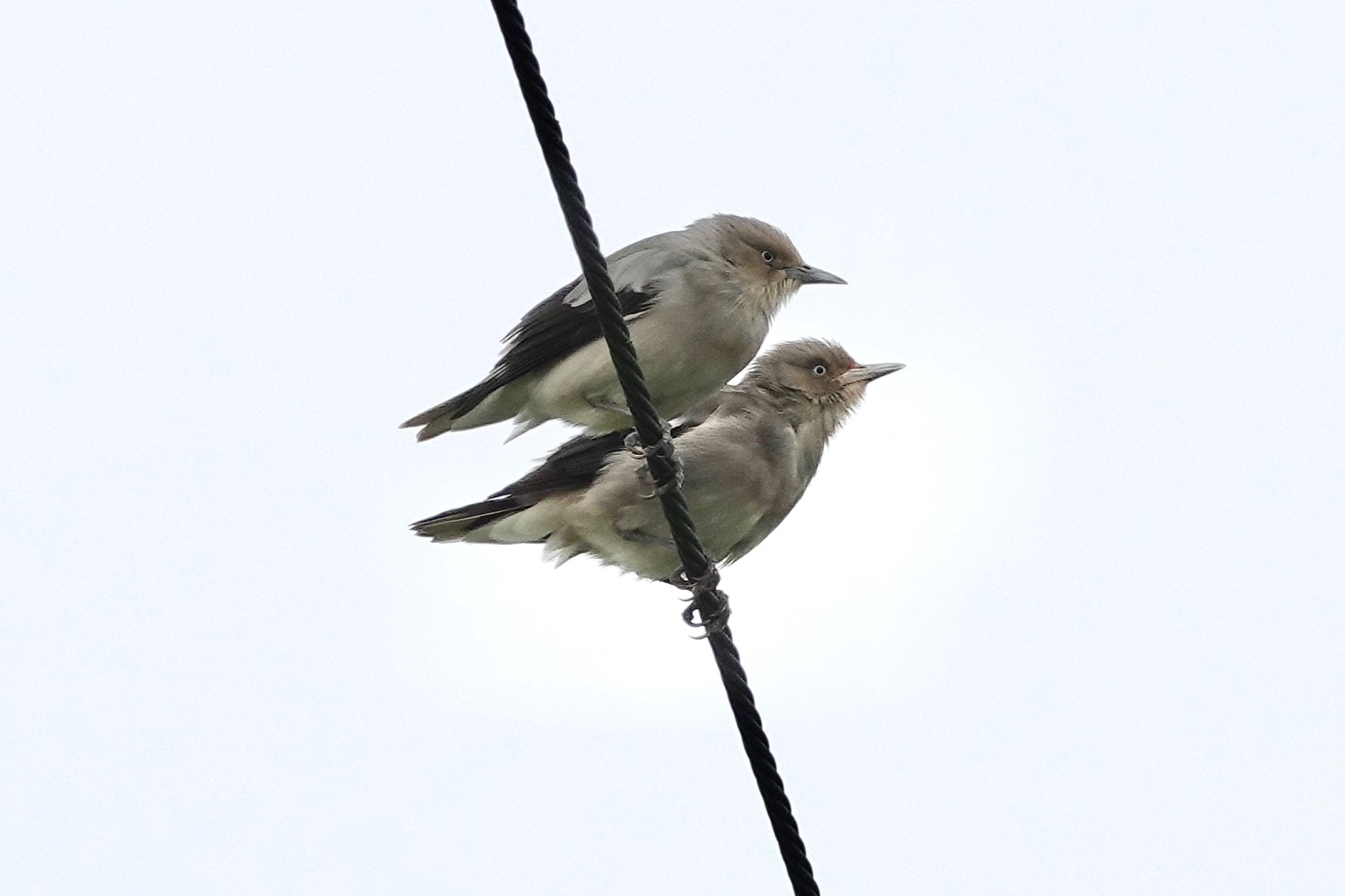 Photo of White-shouldered Starling at 小浜島(八重山郡) by のどか