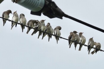 White-shouldered Starling