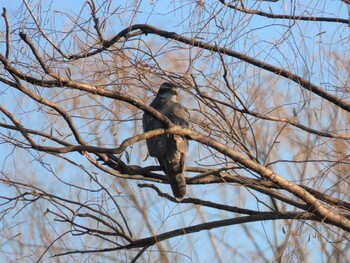 オオタカ 舎人公園 2021年12月30日(木)