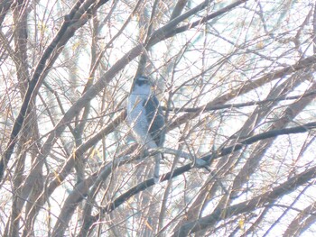 オオタカ 舎人公園 2021年12月30日(木)