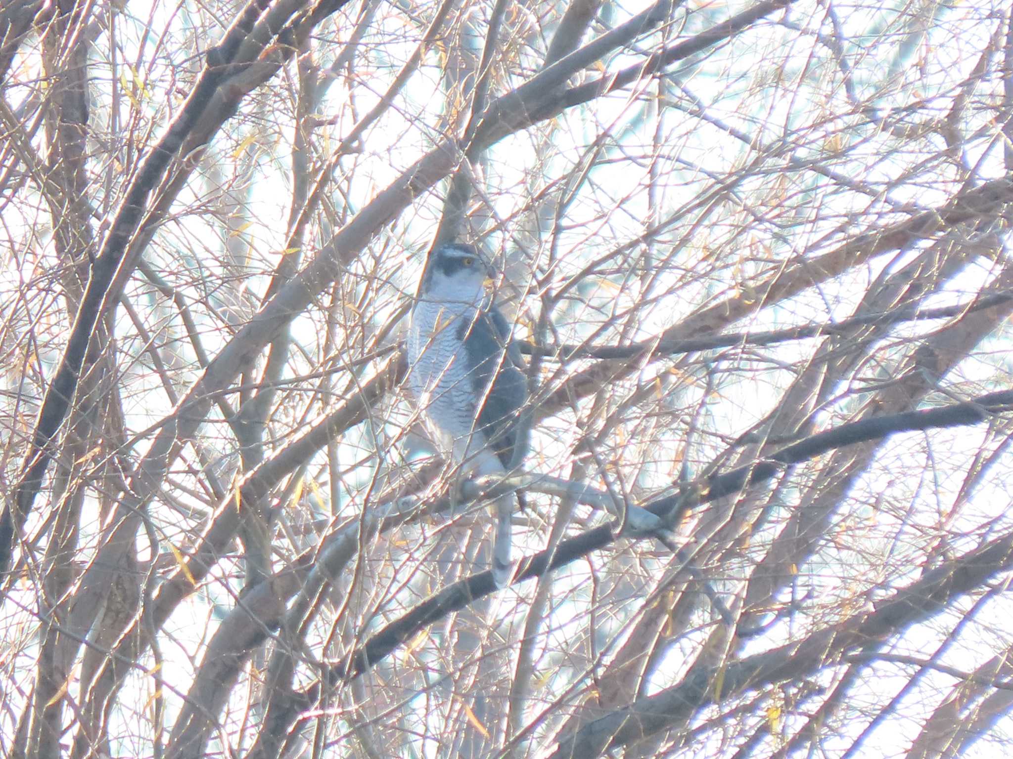 舎人公園 オオタカの写真 by のぐち