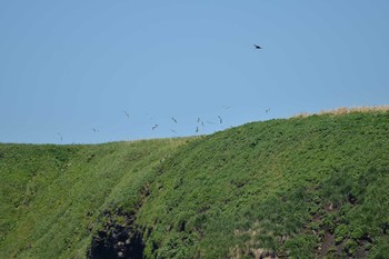 White-tailed Eagle 落石 Tue, 6/13/2017