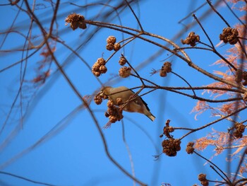 シメ 舎人公園 2021年12月30日(木)