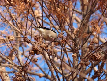 シメ 舎人公園 2021年12月30日(木)