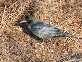 ハシブトガラス 舎人公園 2021年12月30日(木)