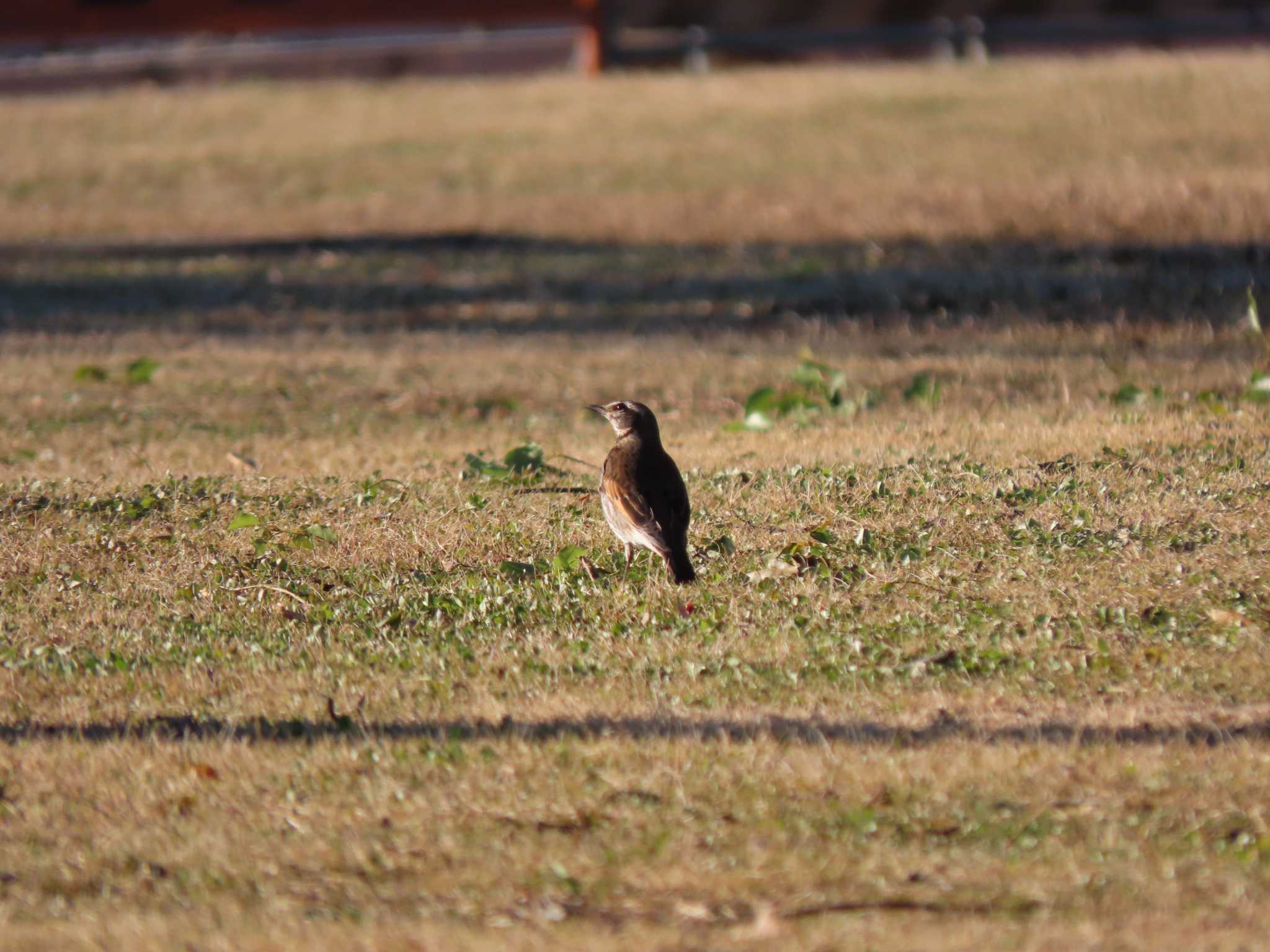 舎人公園 ツグミの写真 by のぐち