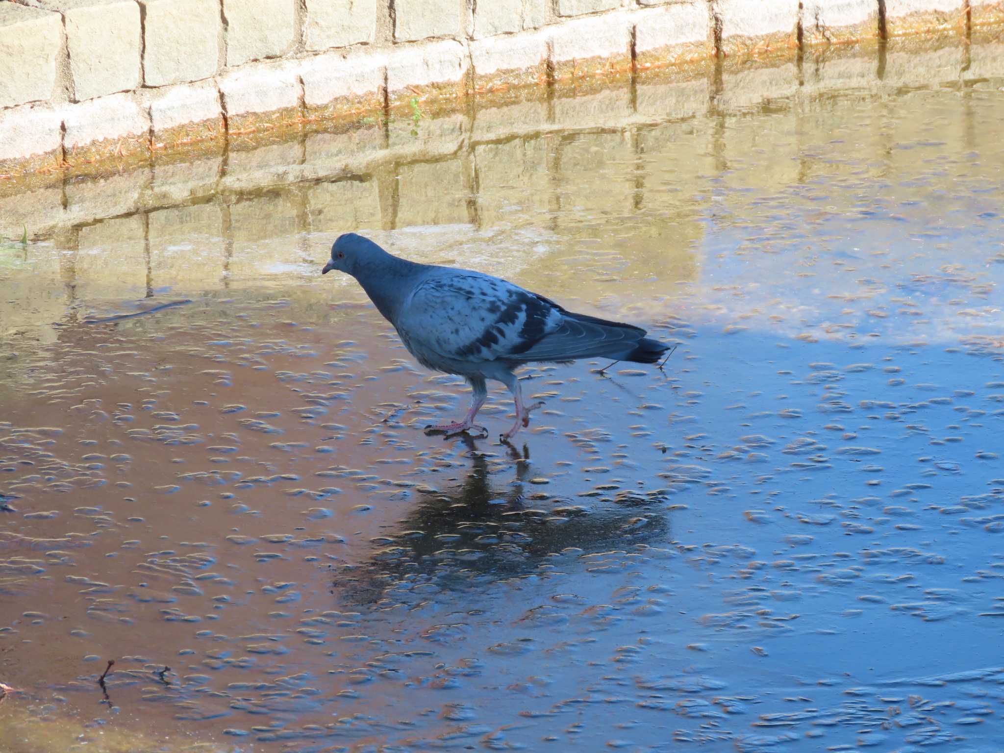 舎人公園 カワラバトの写真 by のぐち