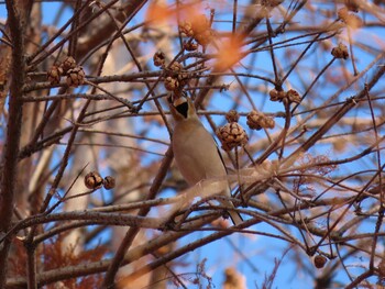 2021年12月30日(木) 舎人公園の野鳥観察記録