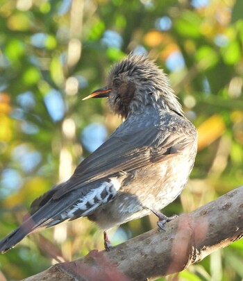 2021年12月30日(木) 舞岡公園の野鳥観察記録
