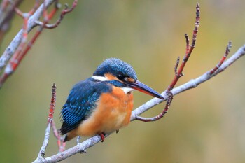 Common Kingfisher Unknown Spots Fri, 12/31/2021