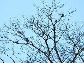 イカル 木下沢林道 2021年12月30日(木)