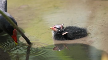 バン 台北植物園 2017年5月7日(日)