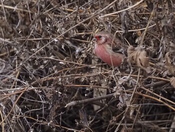 2021年12月29日(水) 渡良瀬遊水地の野鳥観察記録