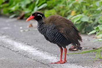 ヤンバルクイナ 国頭村(沖縄県) 2017年6月5日(月)