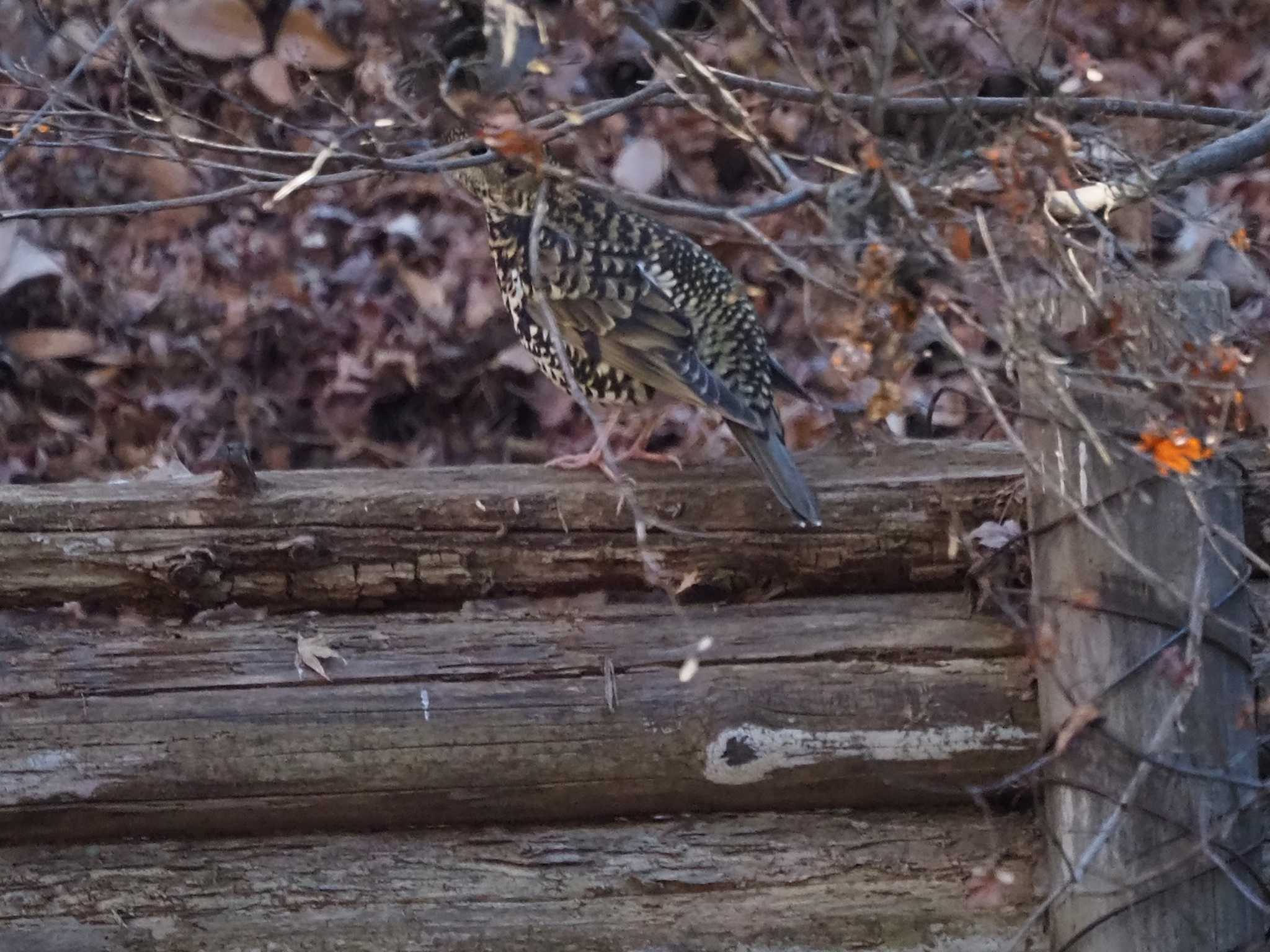 White's Thrush