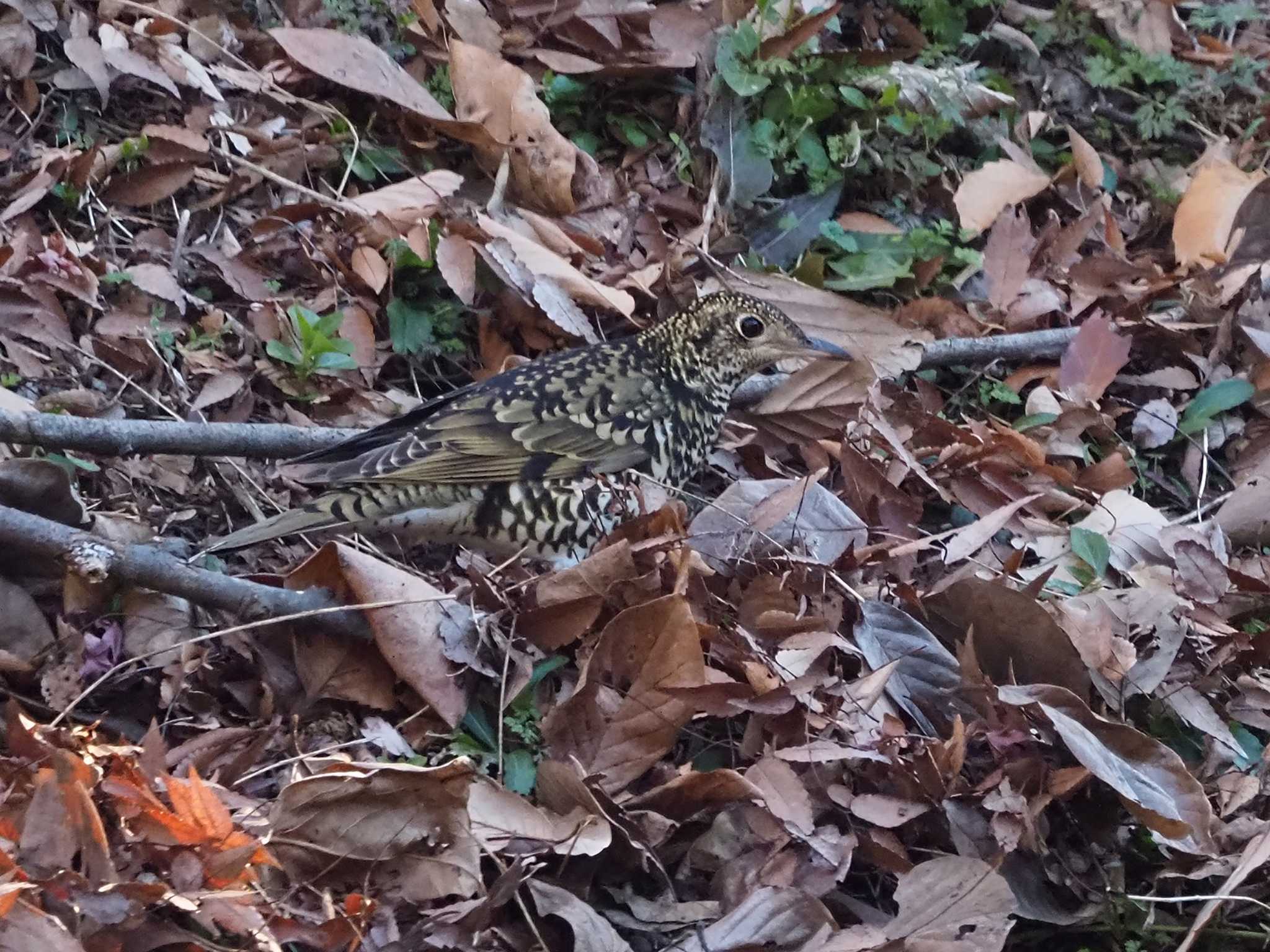 White's Thrush