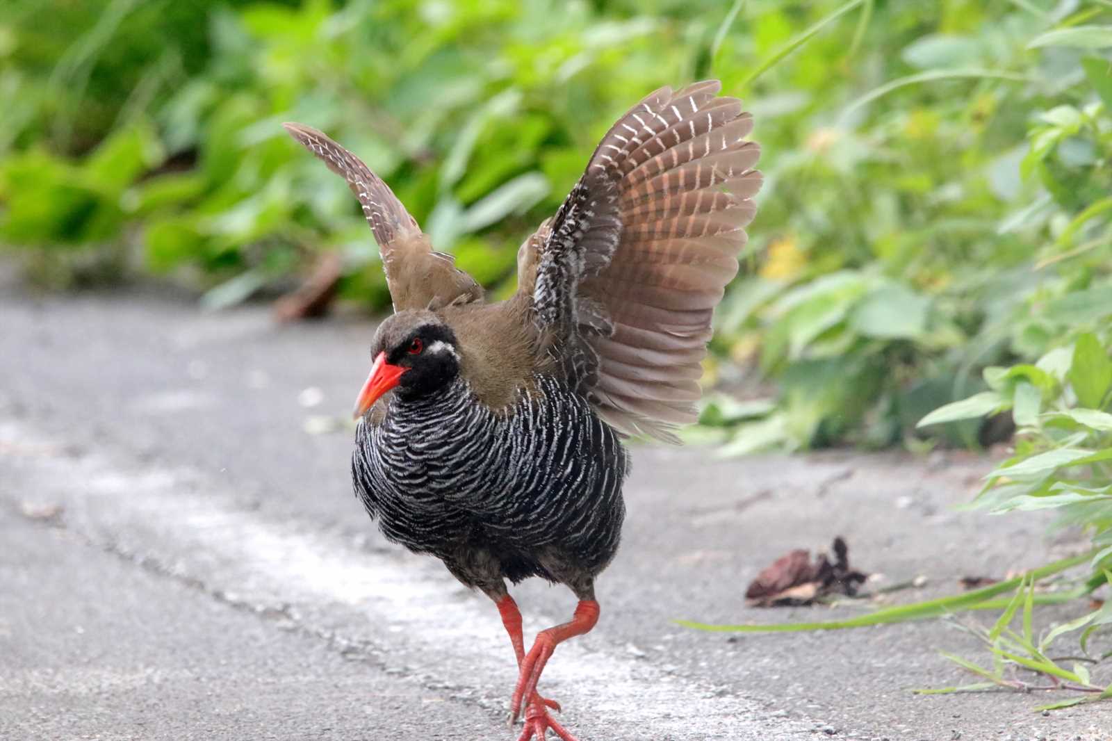 ヤンバルクイナ