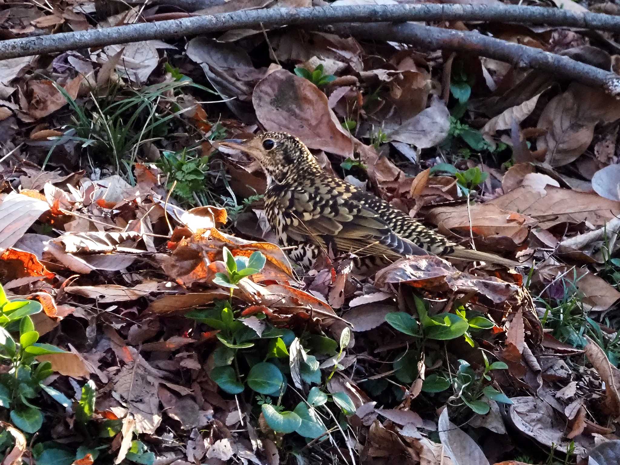 White's Thrush