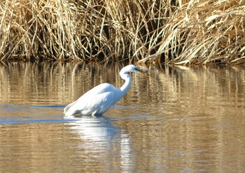 Great Egret 菅生沼 Sat, 12/18/2021