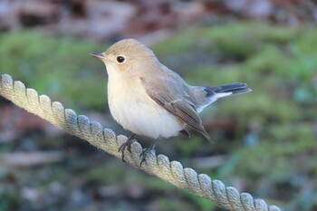 2021年12月30日(木) 神奈川県藤沢市の野鳥観察記録