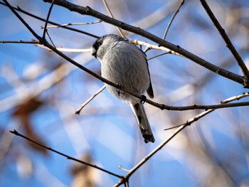 エナガ 小山内裏公園 2021年12月30日(木)