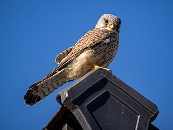 チョウゲンボウ 境川 2021年12月31日(金)