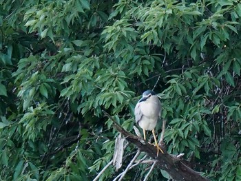 Black-crowned Night Heron 野口池 Sat, 6/17/2017