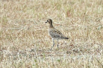 Pacific Golden Plover 黒島(八重山郡) Sat, 10/30/2021