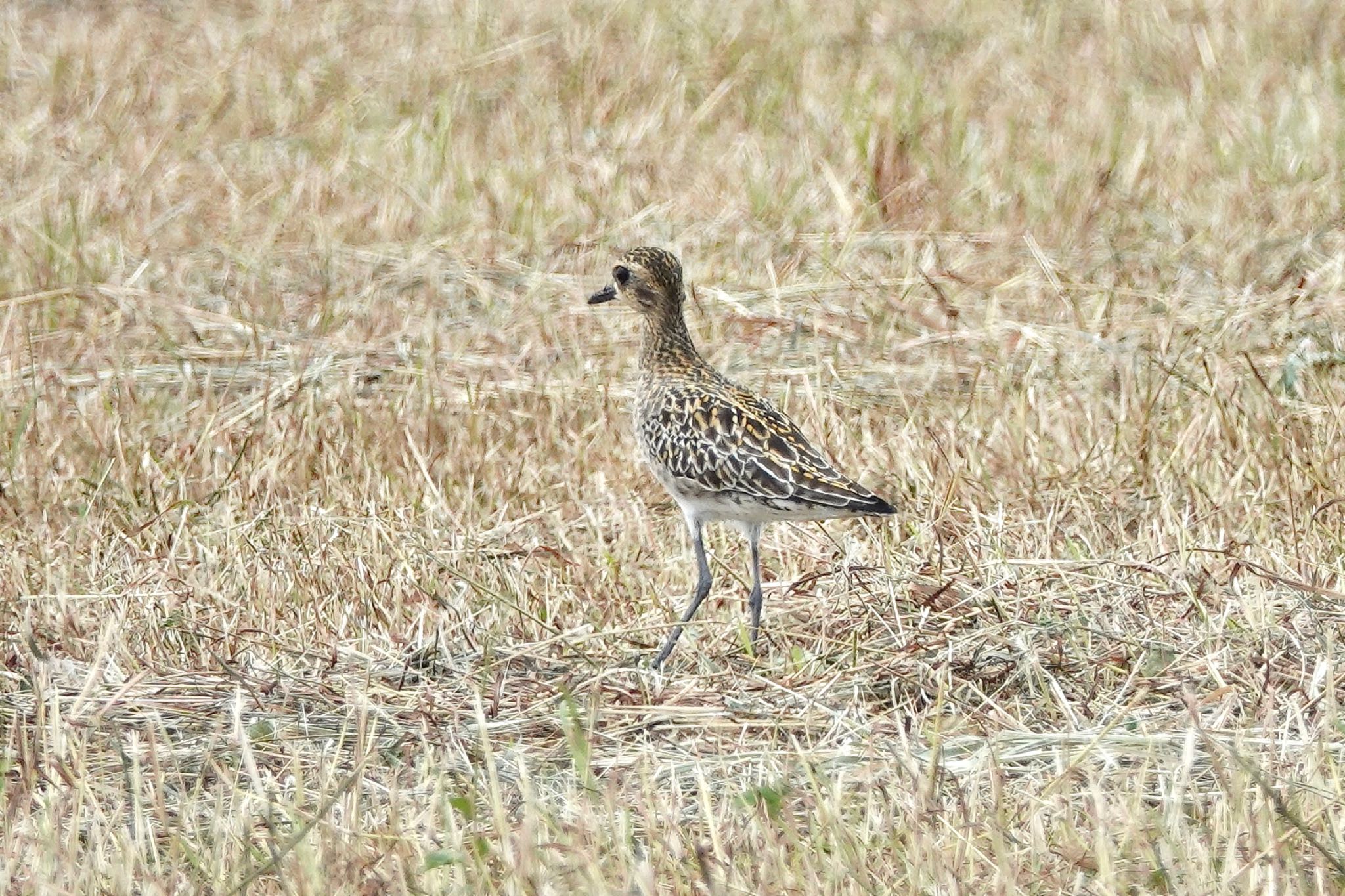 Pacific Golden Plover