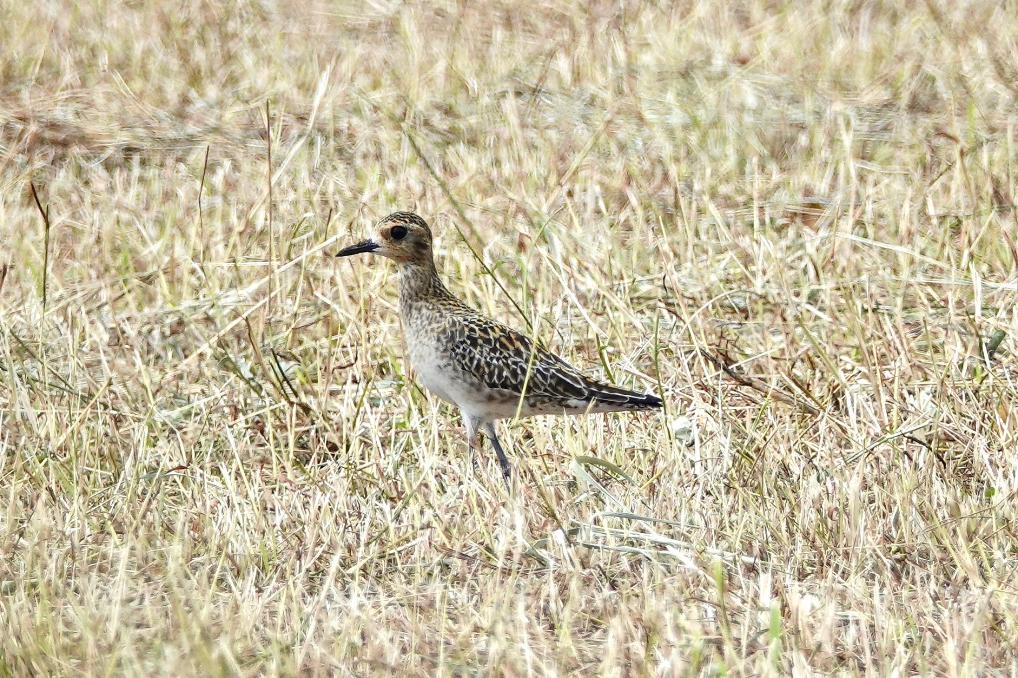 Pacific Golden Plover