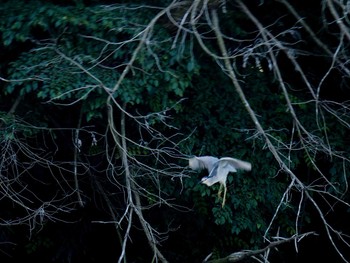 Black-crowned Night Heron 野口池 Sat, 6/17/2017