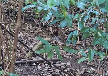 Grey Bunting Kogesawa Forest Load Thu, 12/30/2021