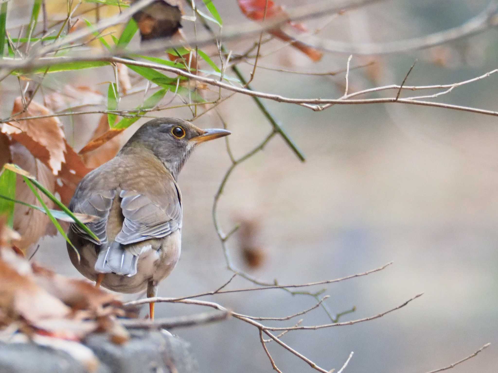 Photo of Pale Thrush at 東京都立桜ヶ丘公園(聖蹟桜ヶ丘) by とろろ