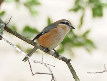 2021年12月31日(金) 東京都立桜ヶ丘公園(聖蹟桜ヶ丘)の野鳥観察記録