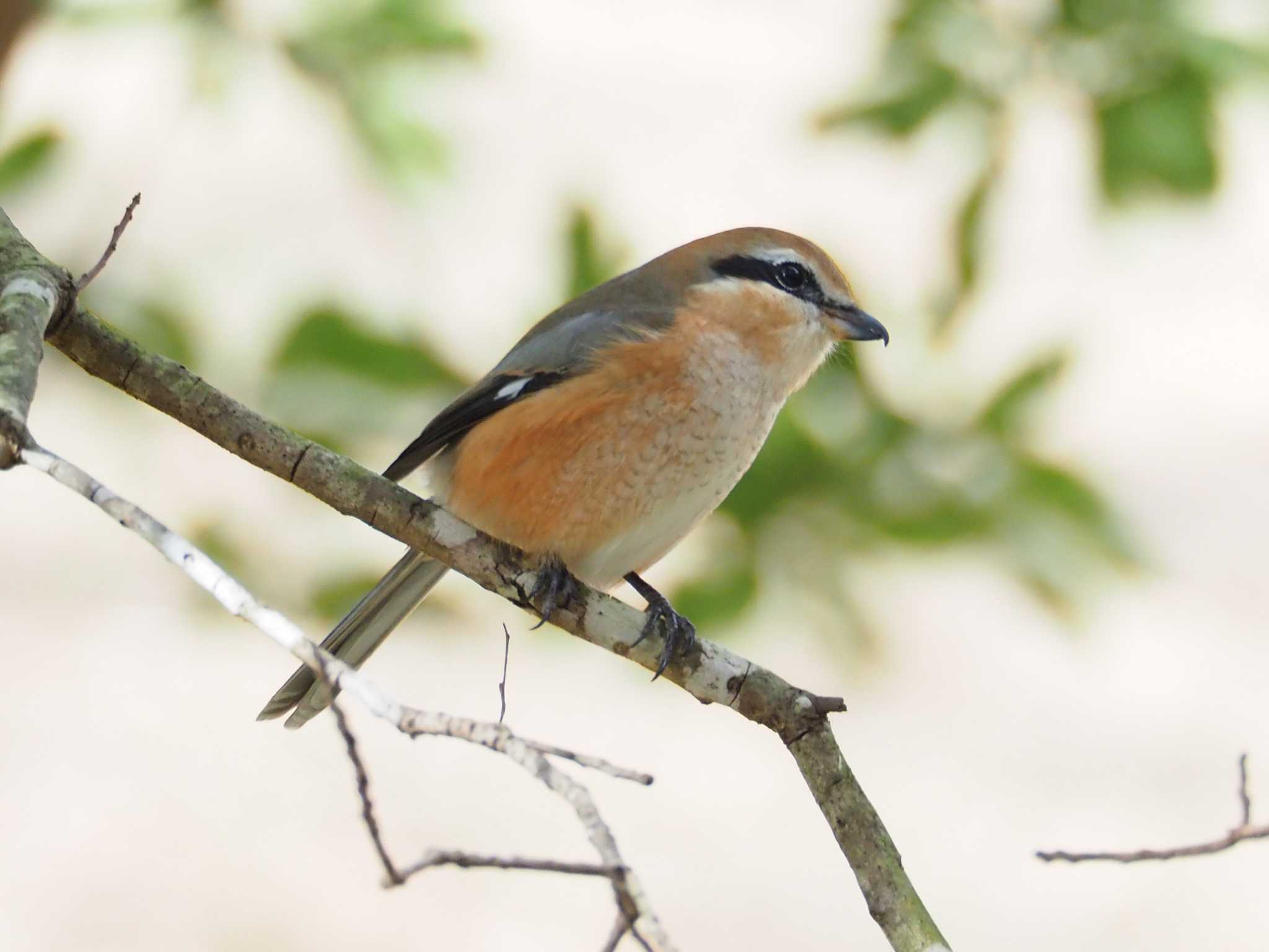 Bull-headed Shrike