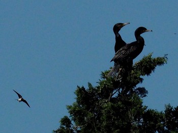 Great Cormorant 野口池 Sat, 6/17/2017