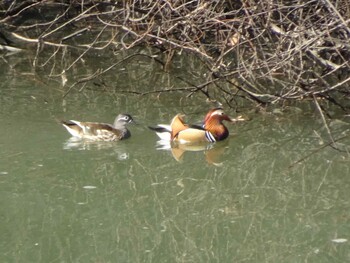 Mandarin Duck 奈良山公園 Fri, 12/31/2021