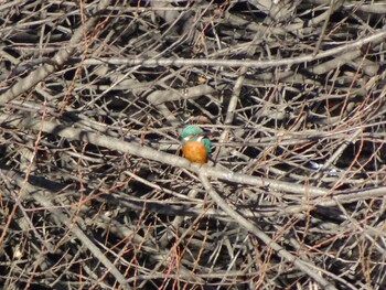 Common Kingfisher 奈良山公園 Fri, 12/31/2021