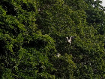 Grey Heron 野口池 Sat, 6/17/2017