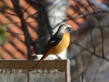 Daurian Redstart 奈良山公園 Fri, 12/31/2021